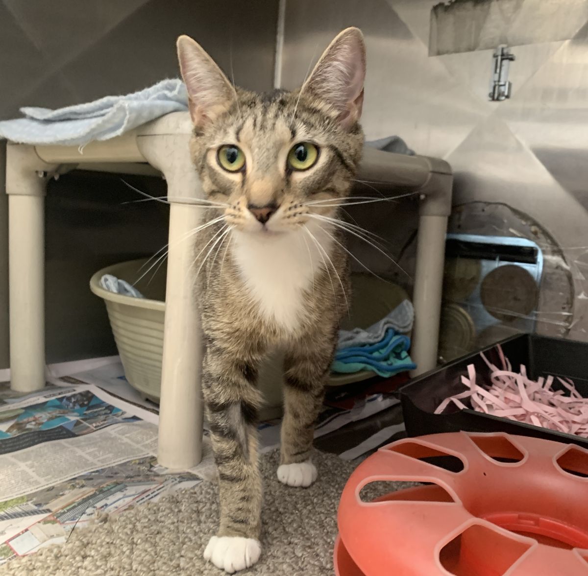 Gallery image: Saffron 