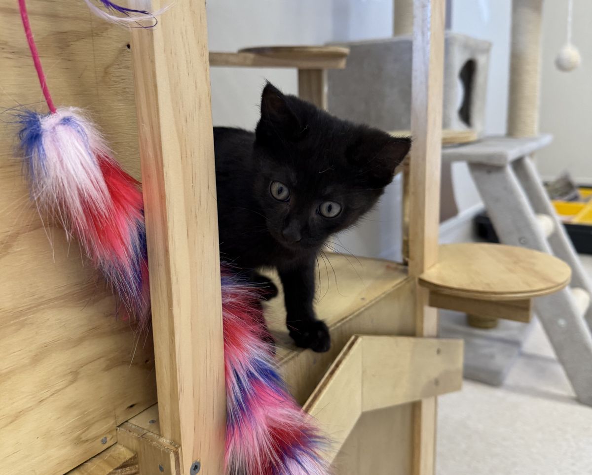 Gallery image: Pepper