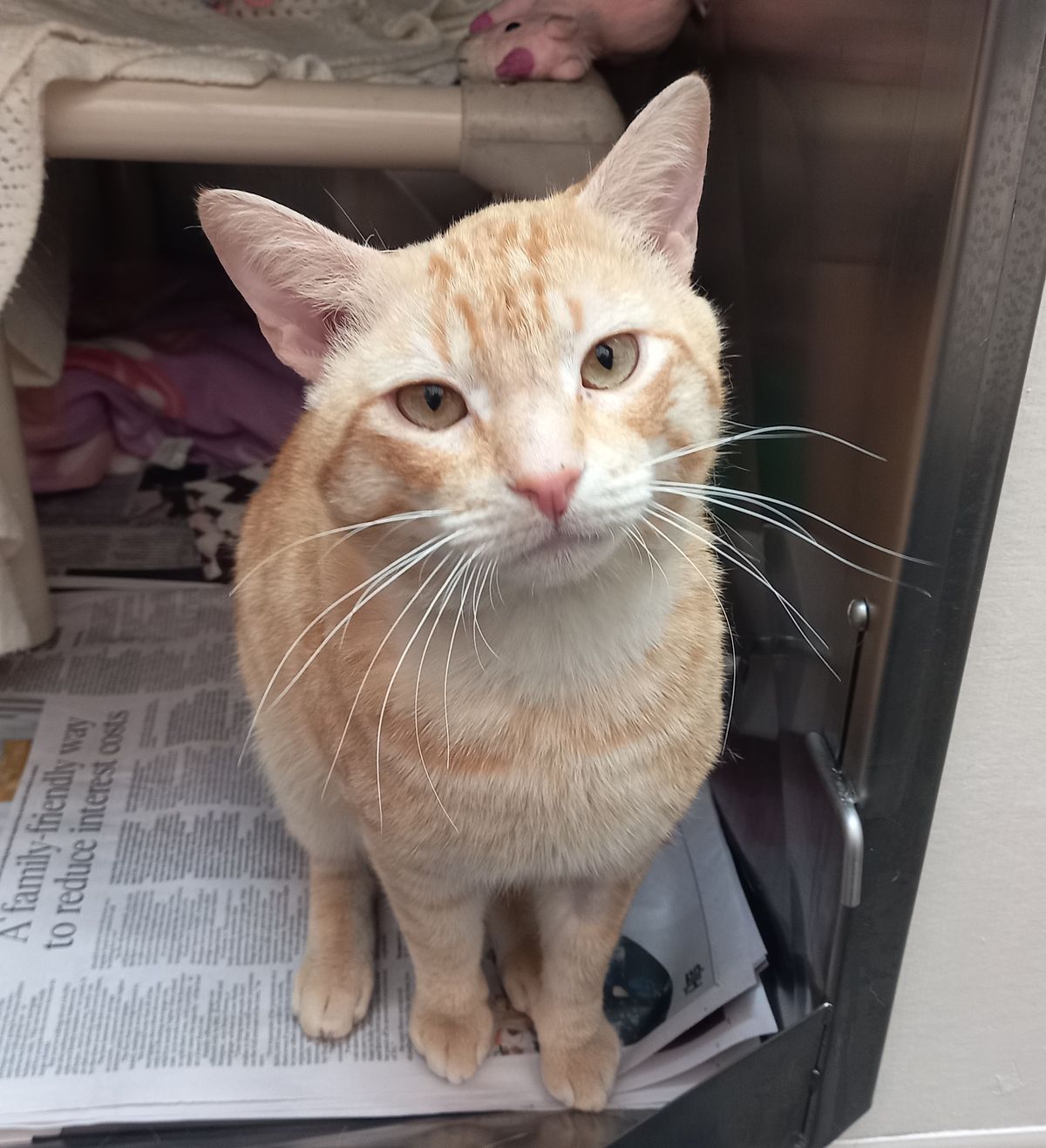 Gallery image: Ollie