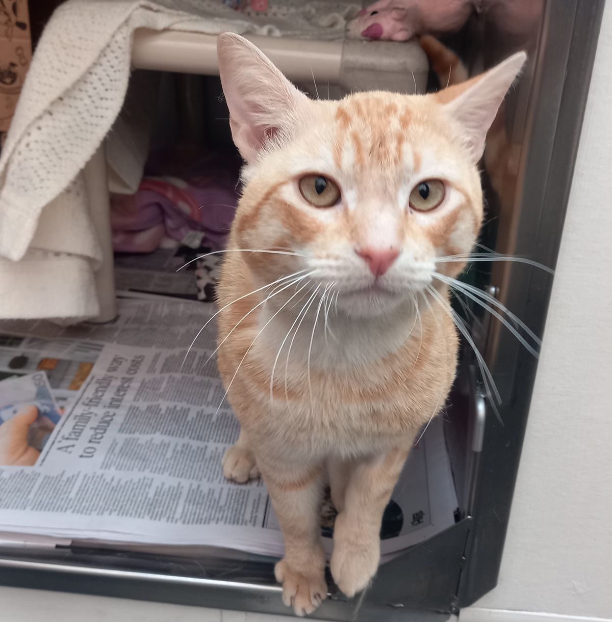 Gallery image: Ollie