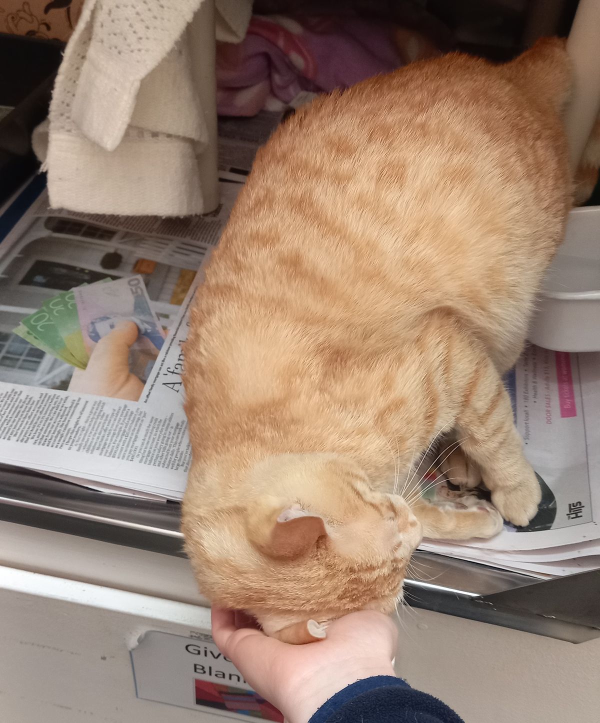 Gallery image: Ollie