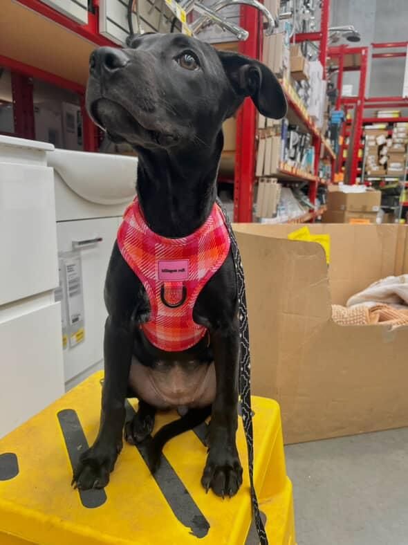 Gallery image: Pepper