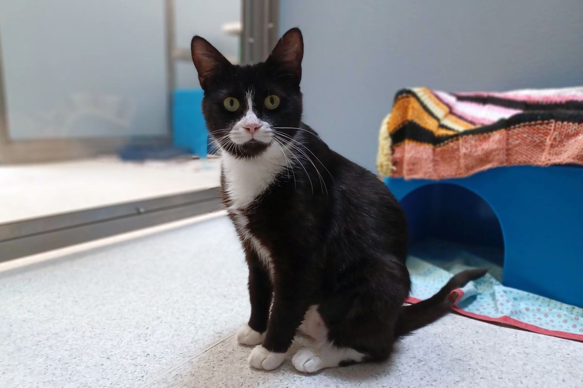 Gallery image: Diana