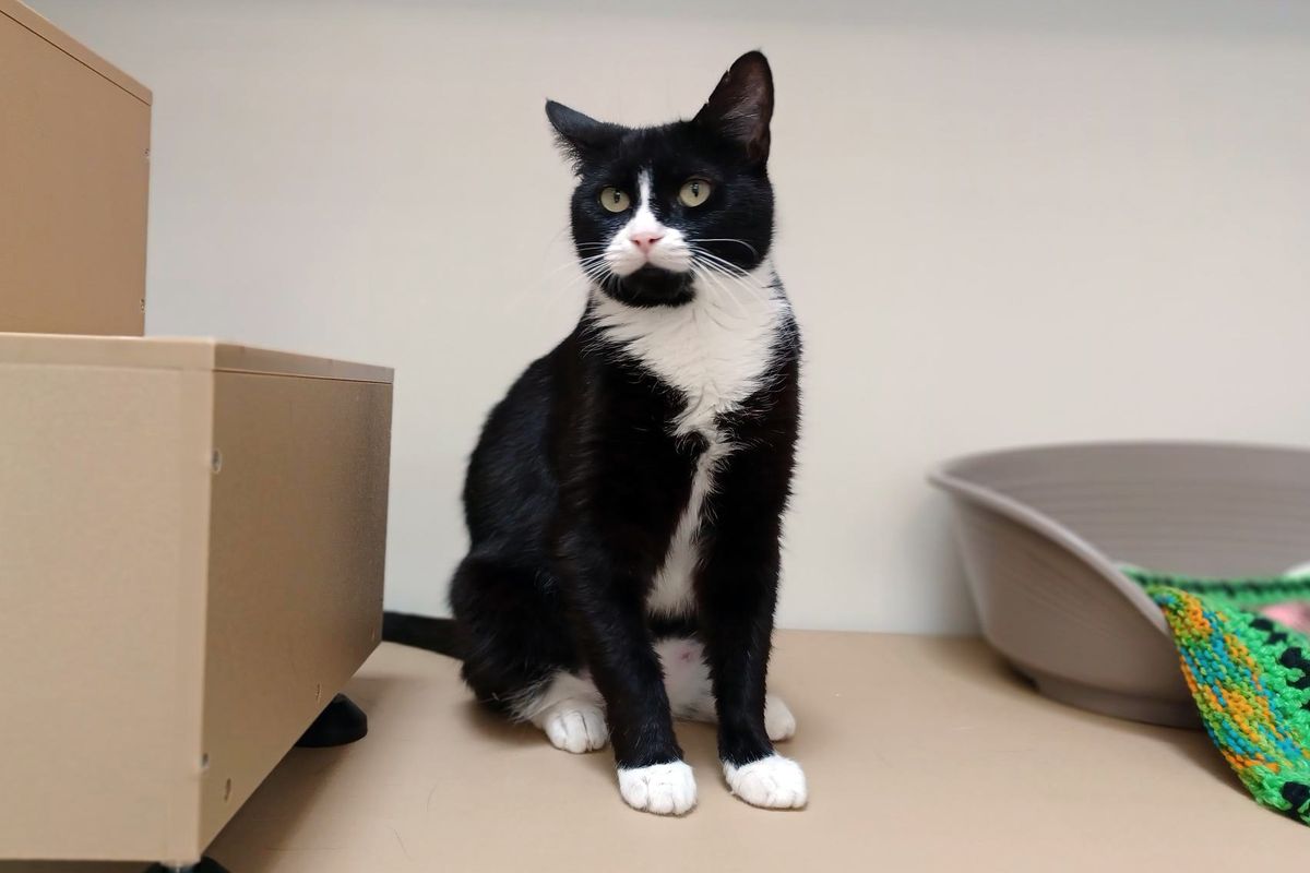 Gallery image: Diana