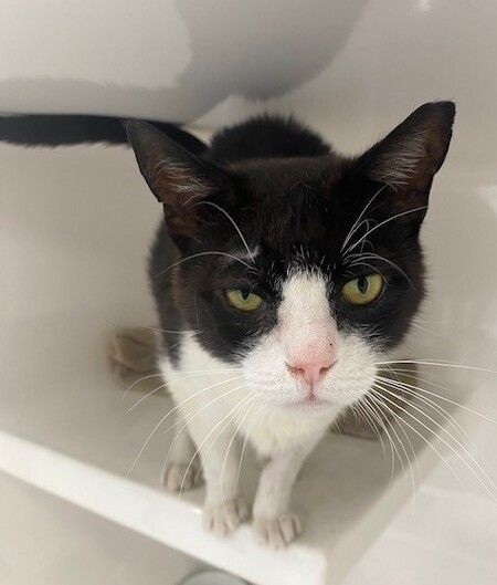 Gallery image: Mr Whiskerton