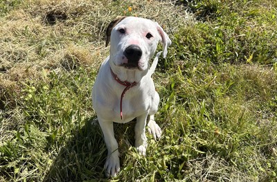 Zazu - American Bulldog