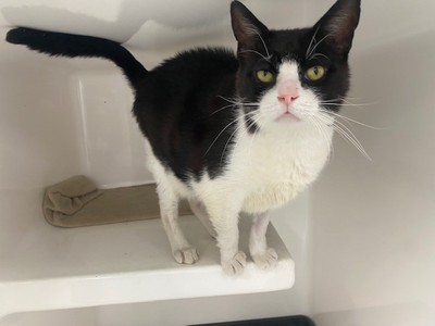 Mr Whiskerton - Domestic Short Hair