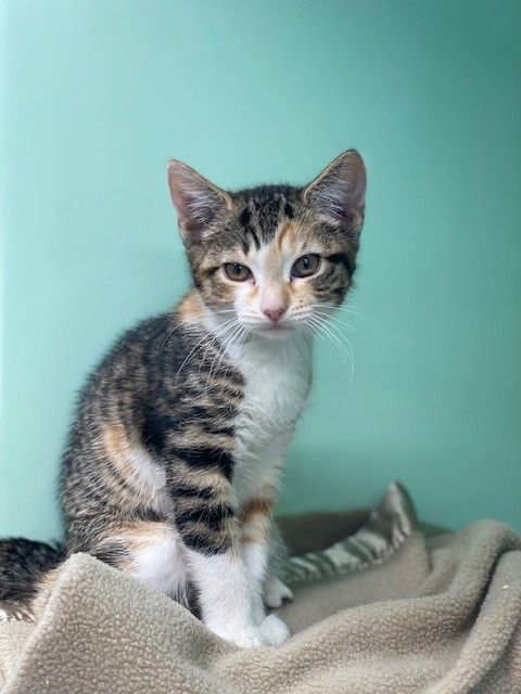 Gallery image: Peachy