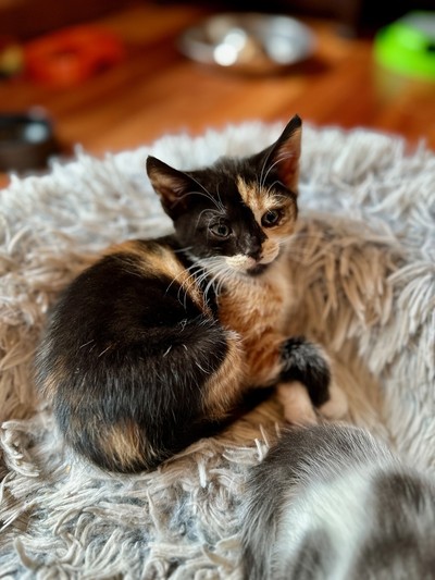 Autumn - Domestic Short Hair