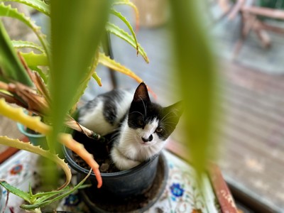 Summer - Domestic Short Hair