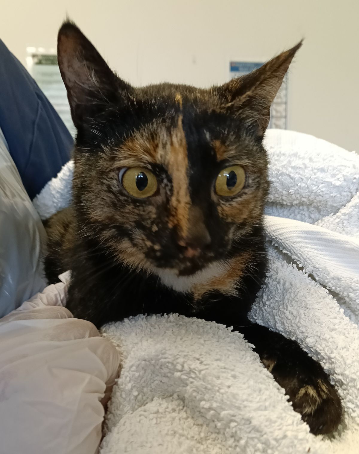 Gallery image: Black Widow