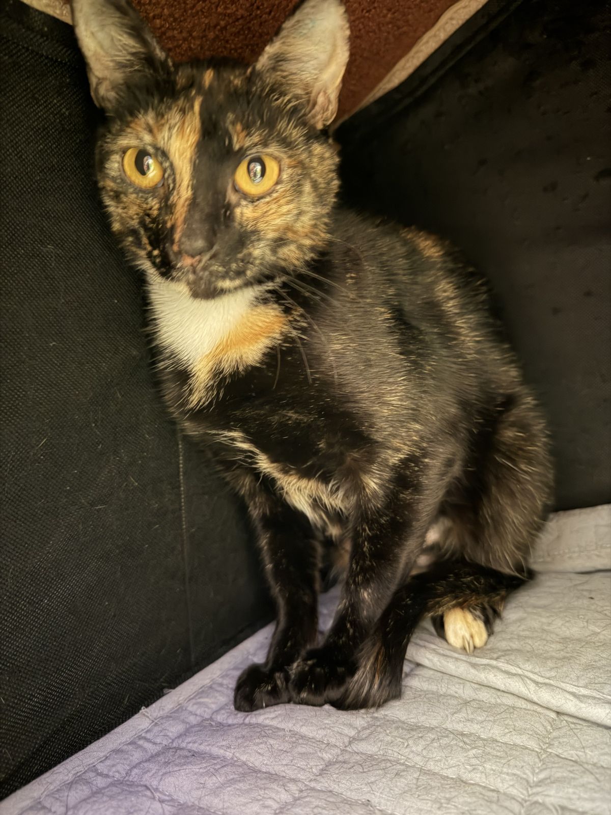 Gallery image: Black Widow