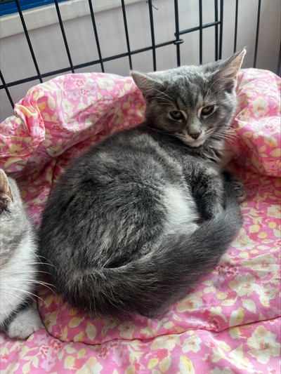 Ada - Domestic Short Hair