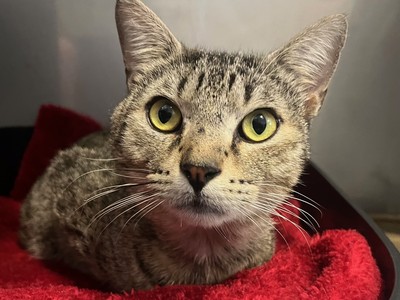 Scrumpy - Domestic Short Hair