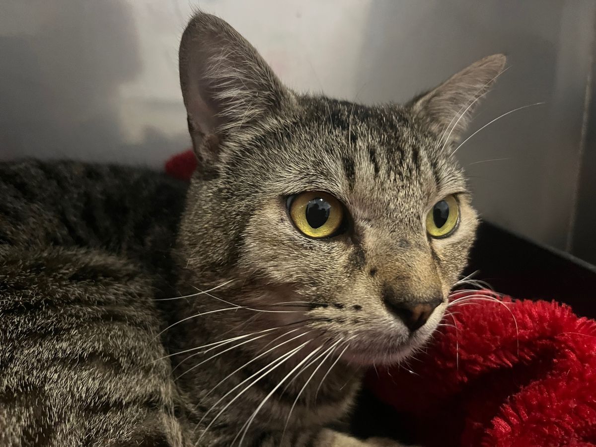 Gallery image: Scrumpy