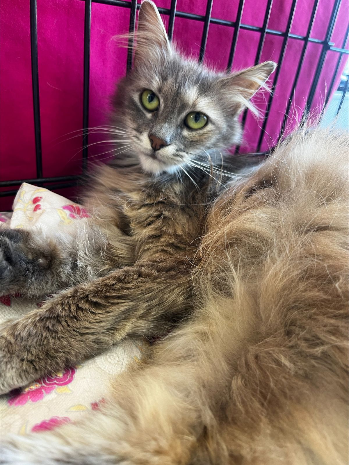 Gallery image: Lottie