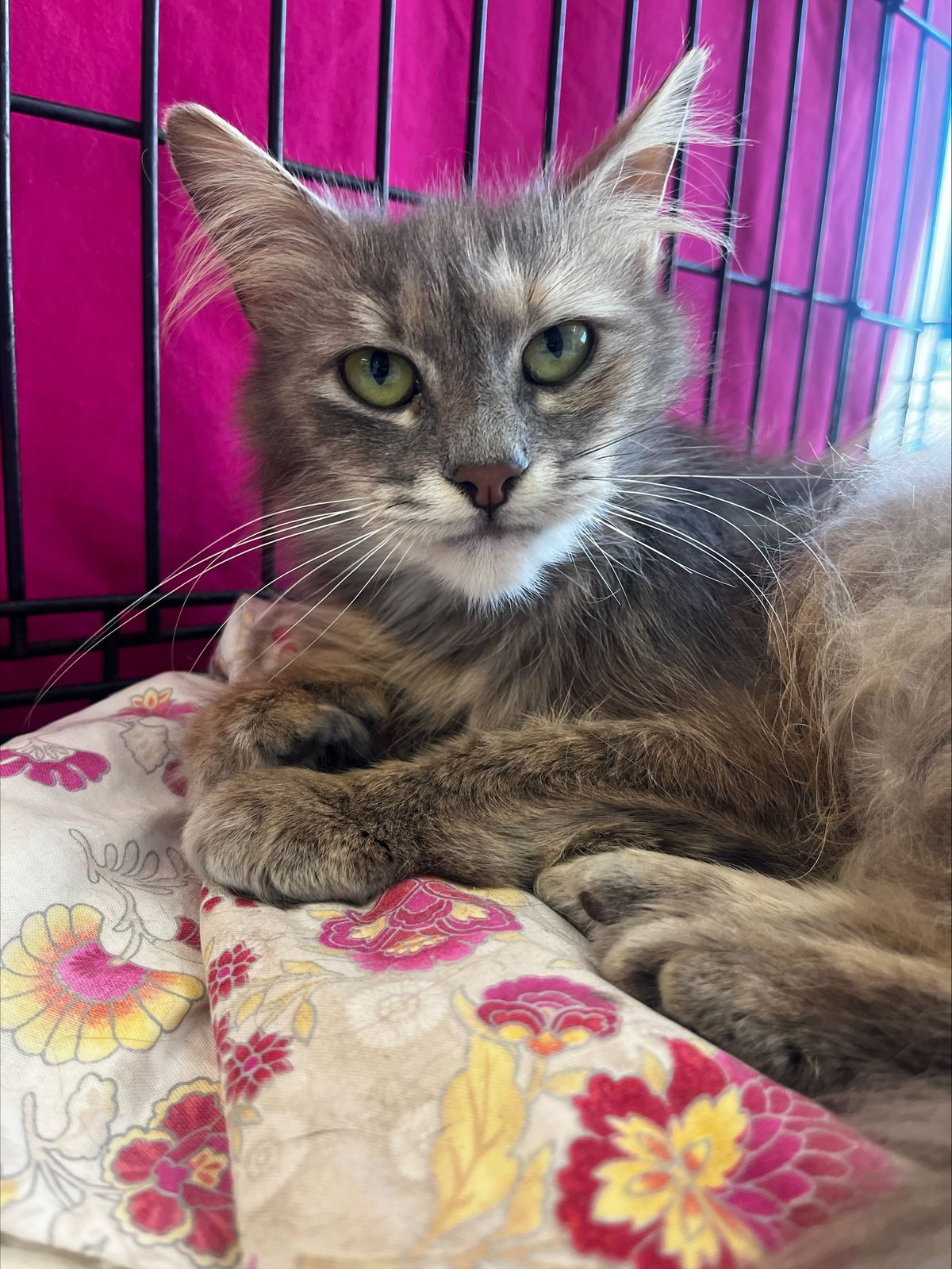 Gallery image: Lottie