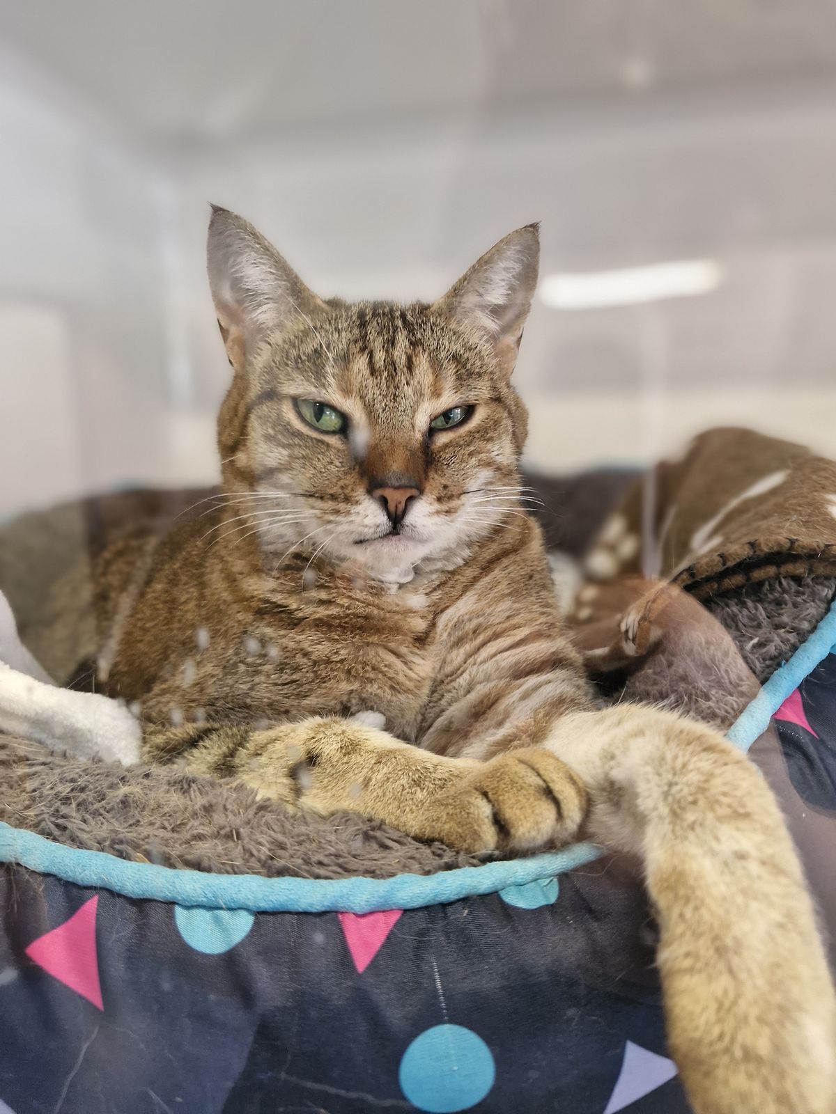 Gallery image: Honey