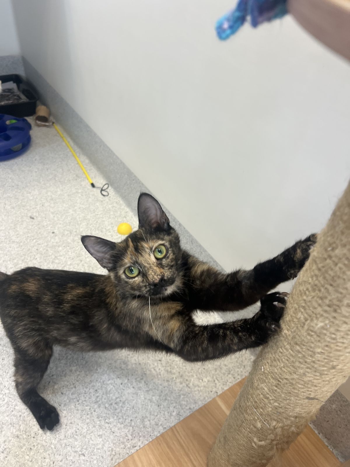 Gallery image: Indie