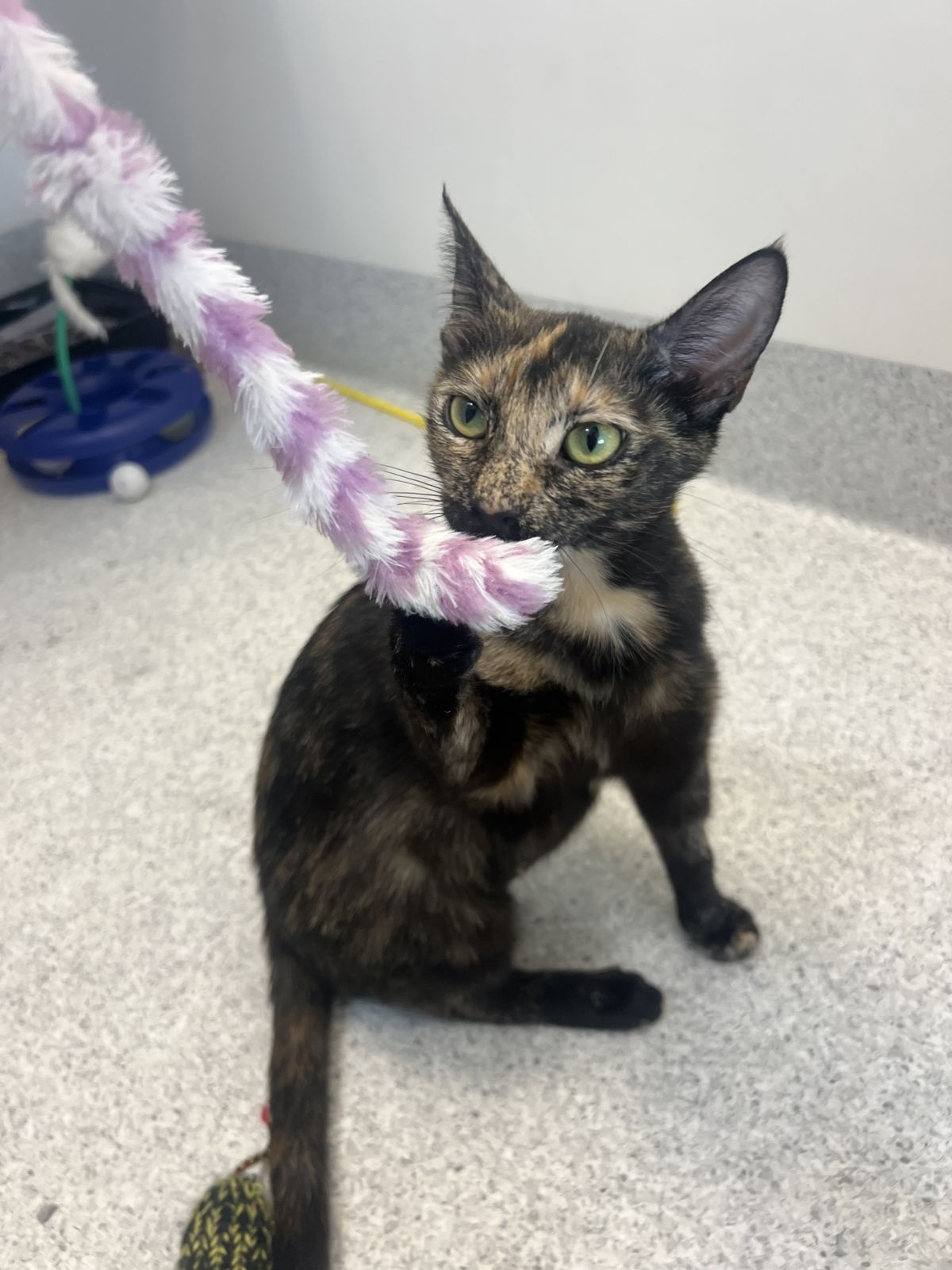 Gallery image: Indie