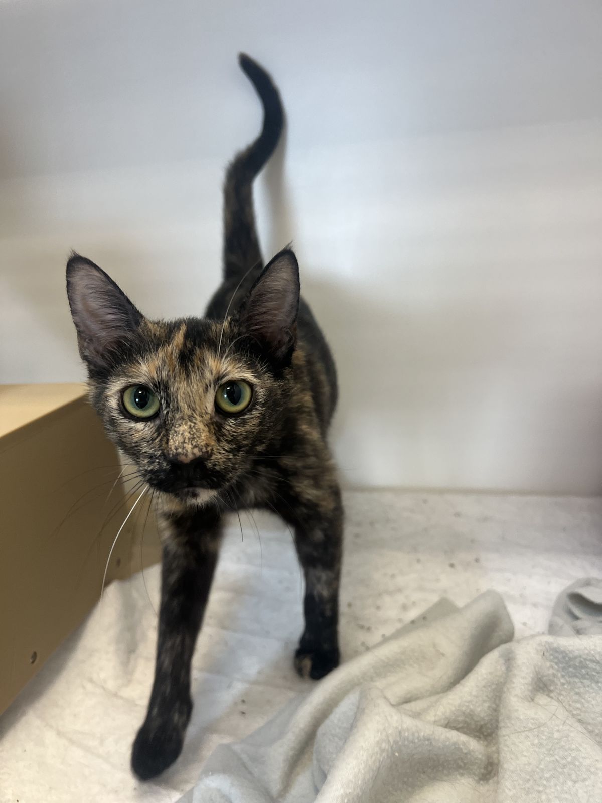 Gallery image: Indie