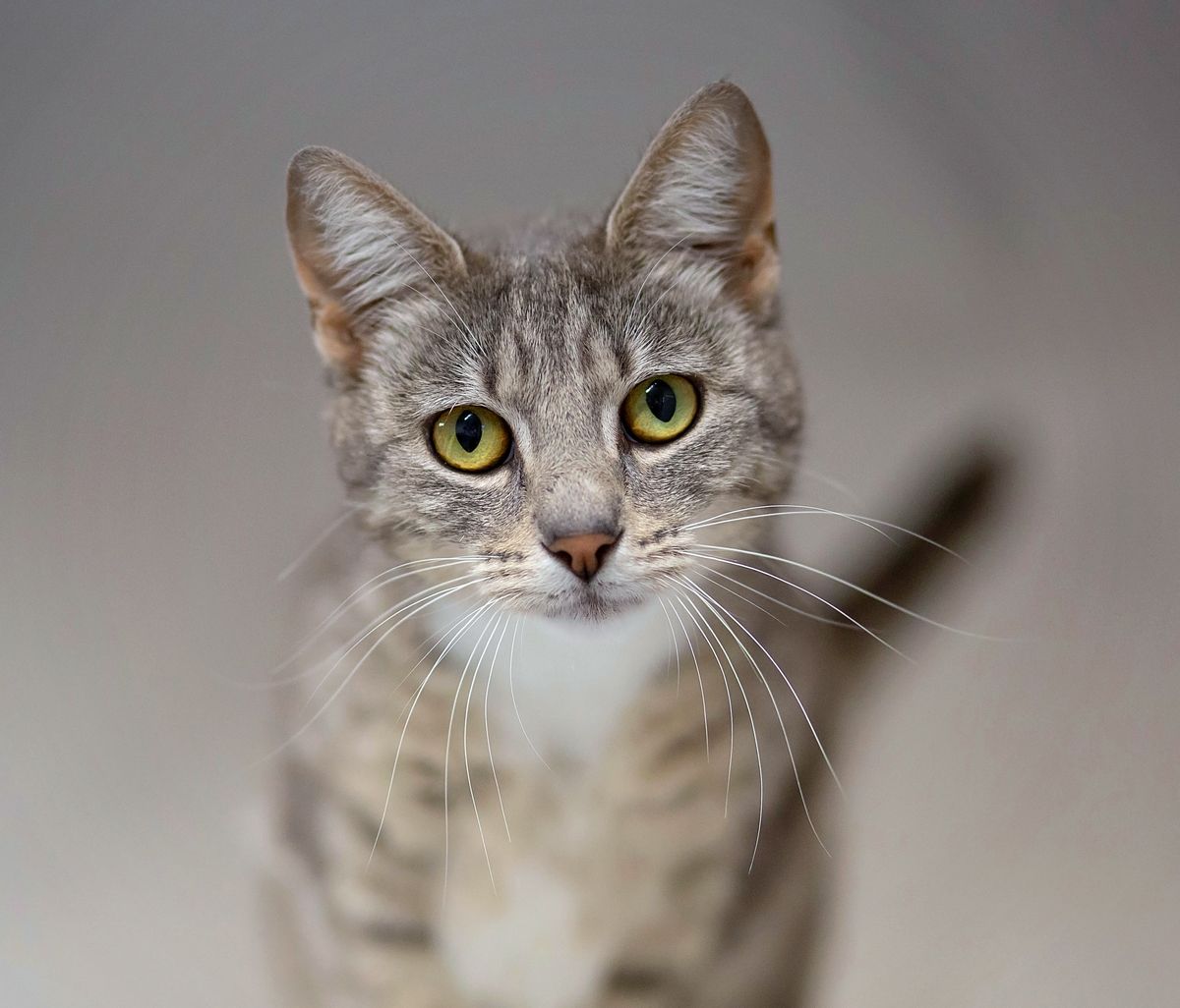 Gallery image: Cammie