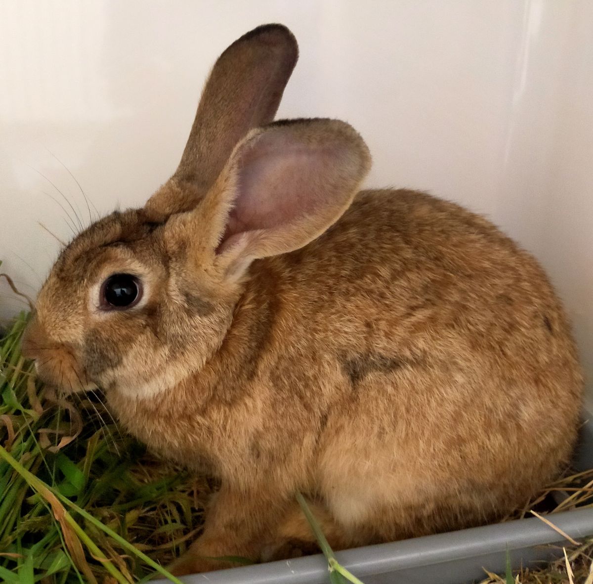 Gallery image: Rogue