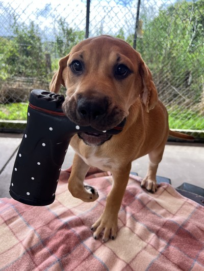 Elf - Medium Cross Breed