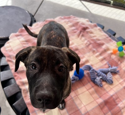 Frosty - Medium Cross Breed