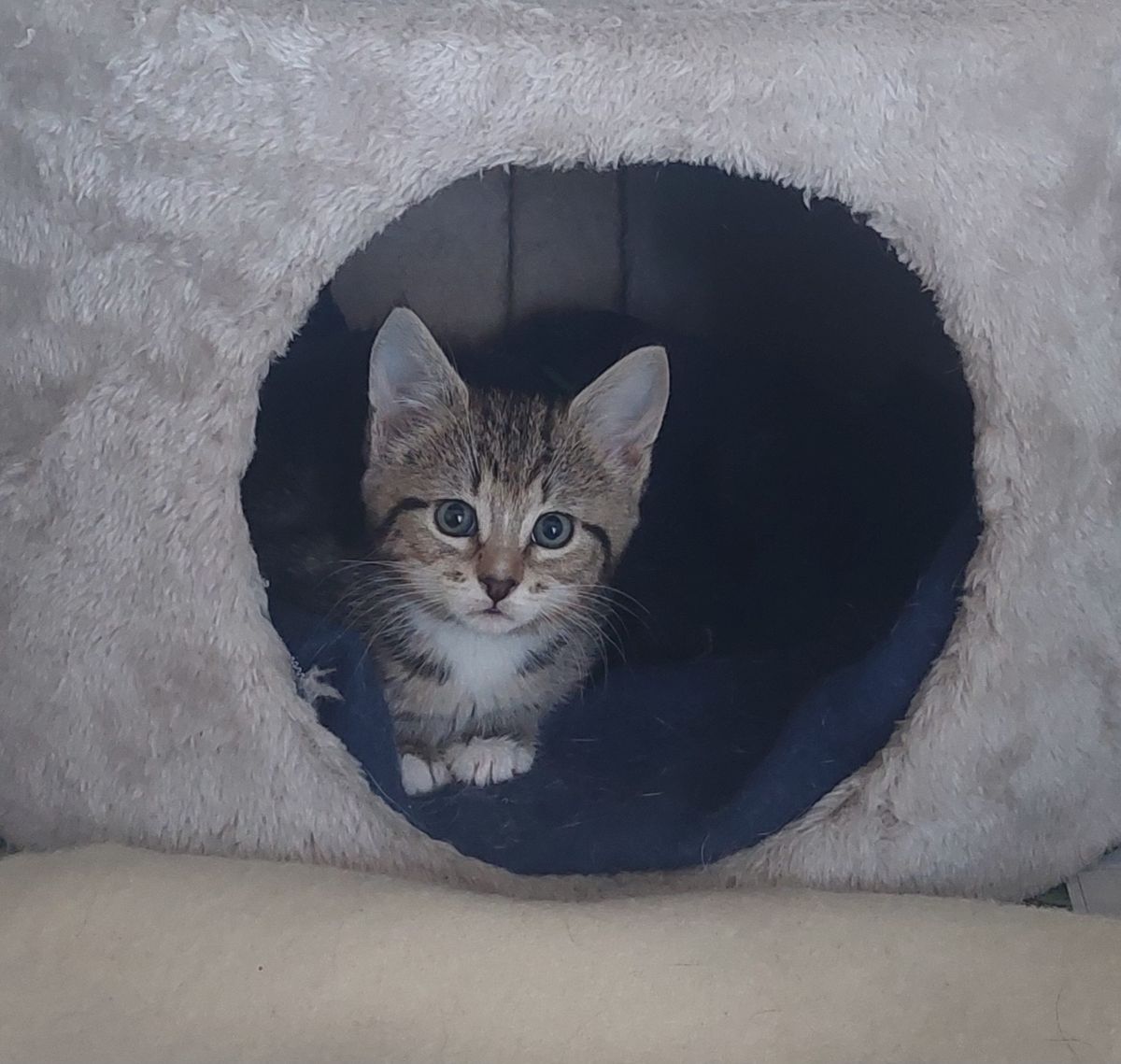 Gallery image: Tally