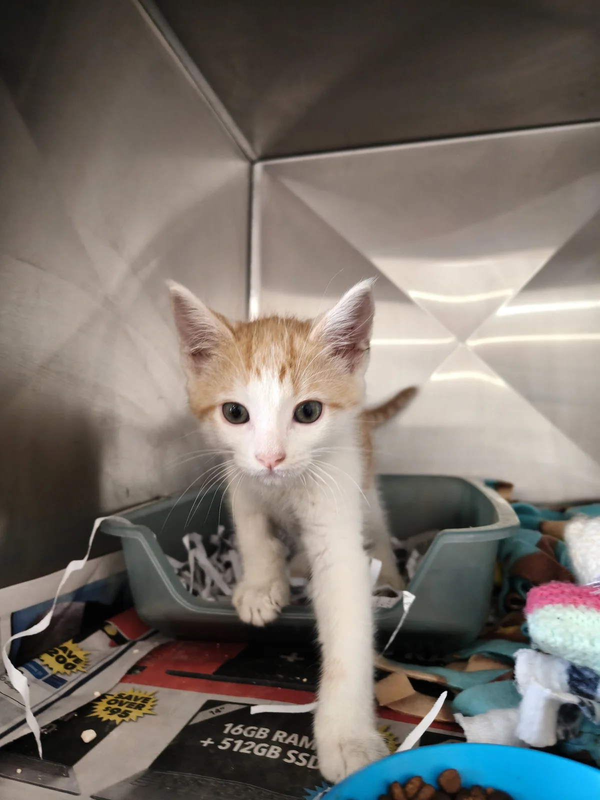 Gallery image: Wendell