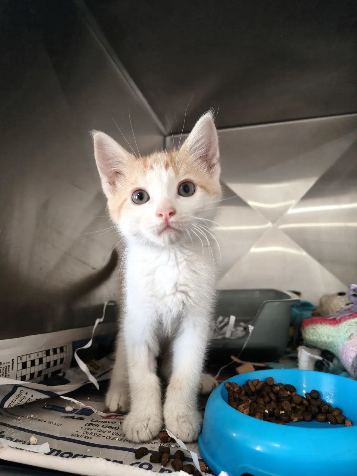 Gallery image: Wendell