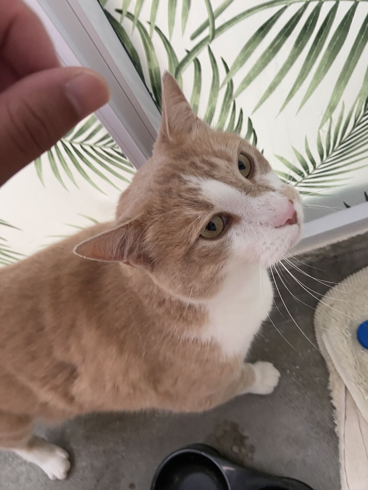 Gallery image: Pepper