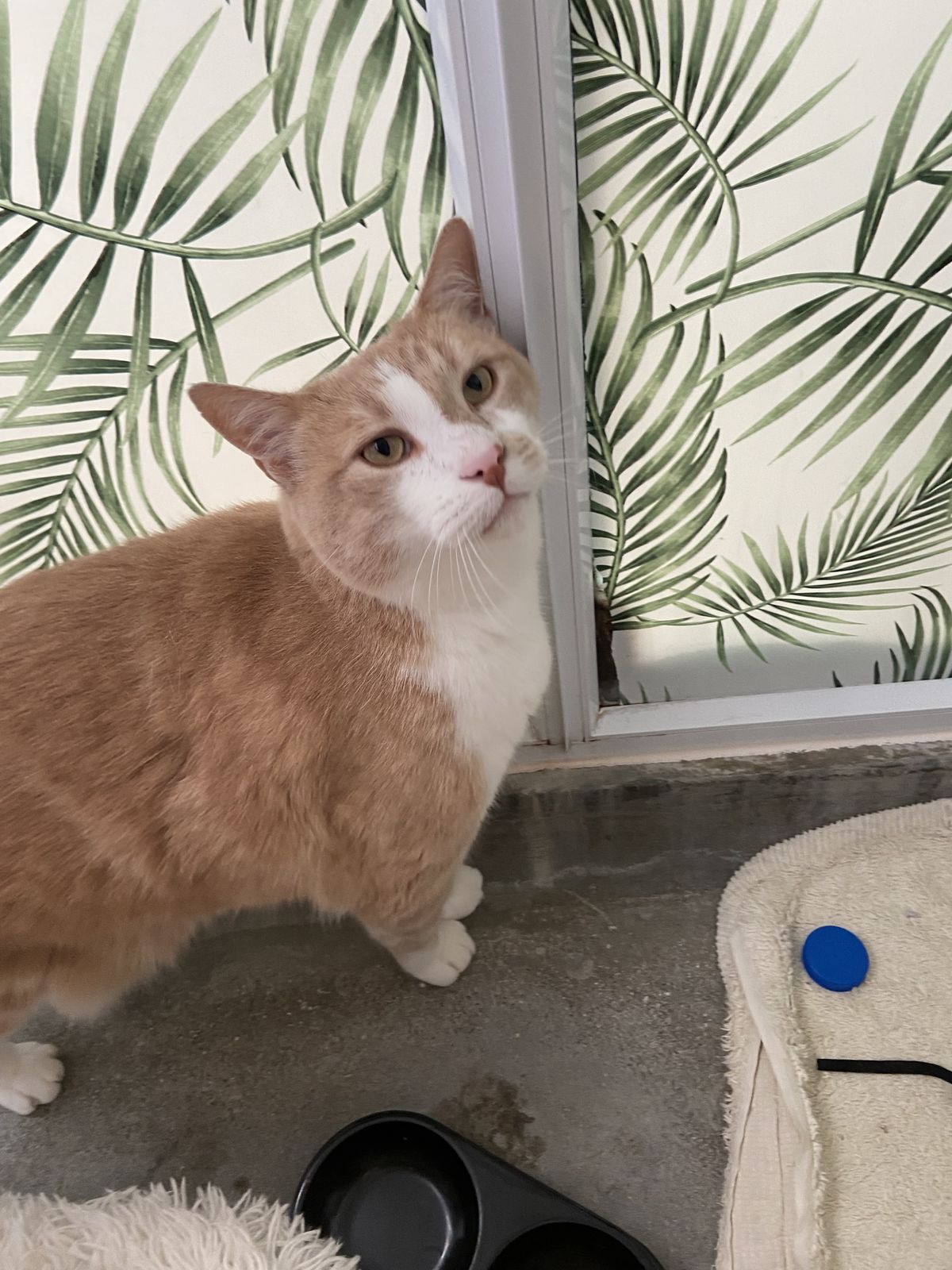 Gallery image: Pepper