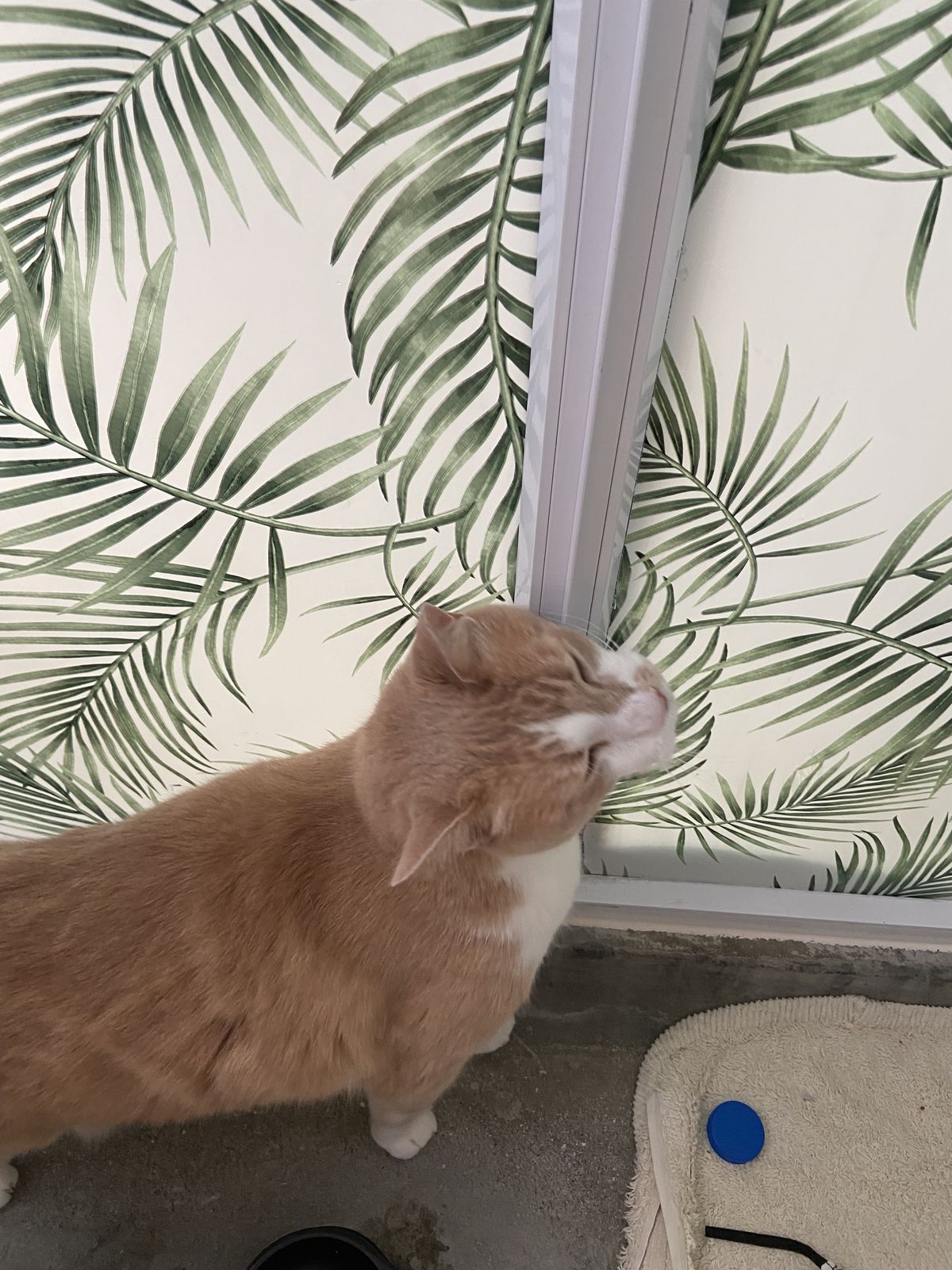 Gallery image: Pepper