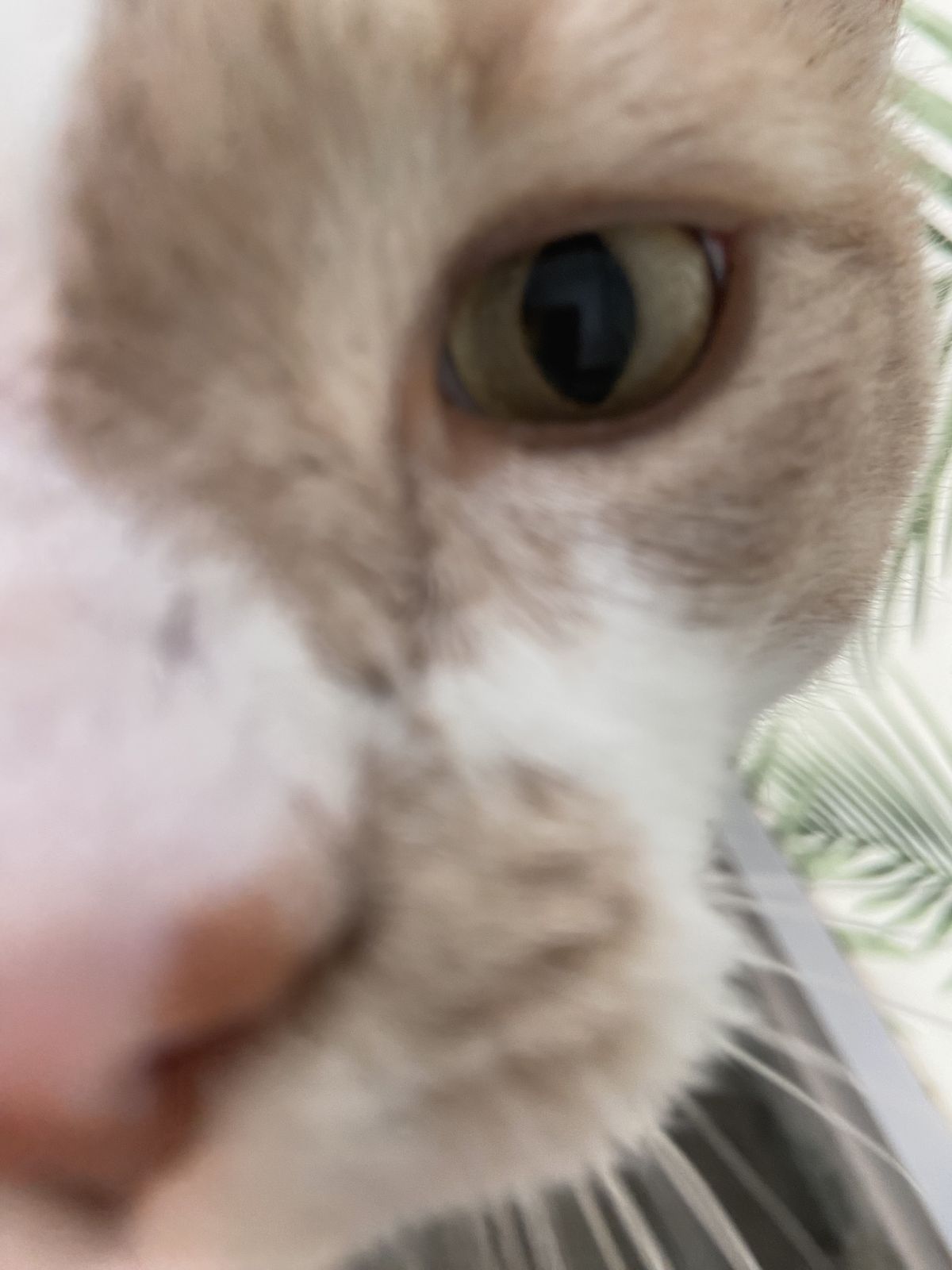 Gallery image: Pepper