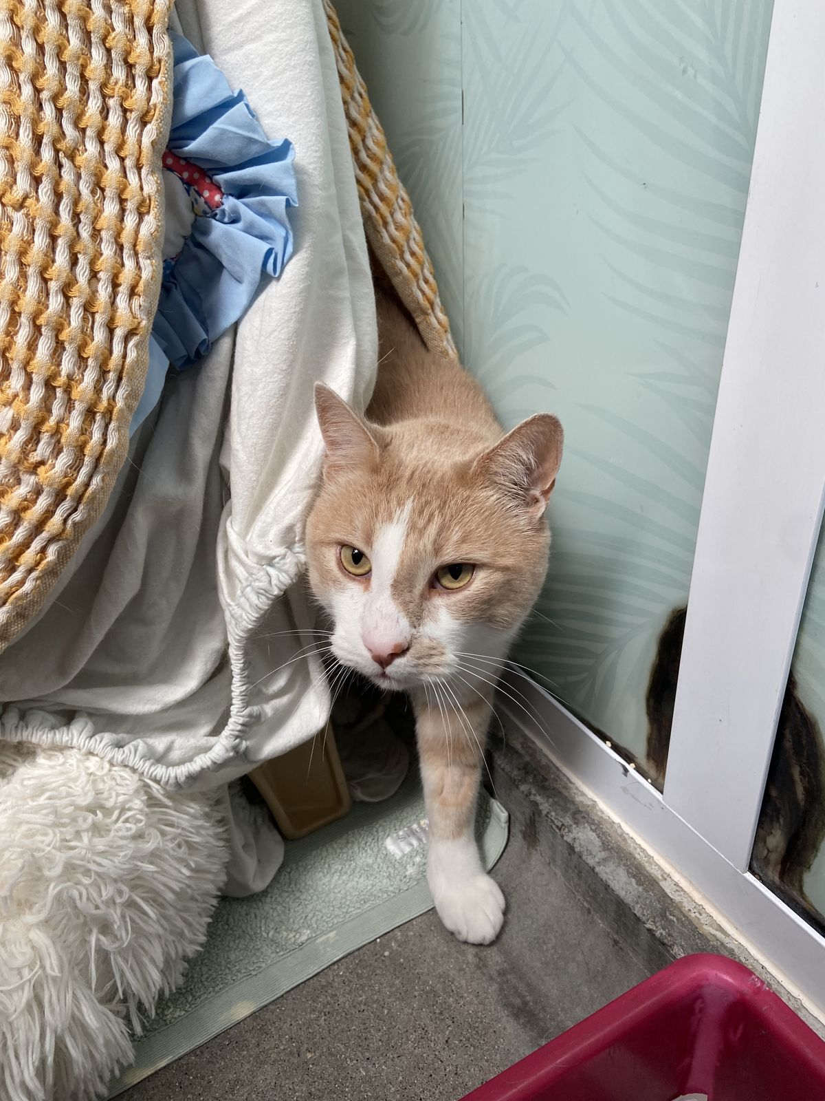 Gallery image: Pepper