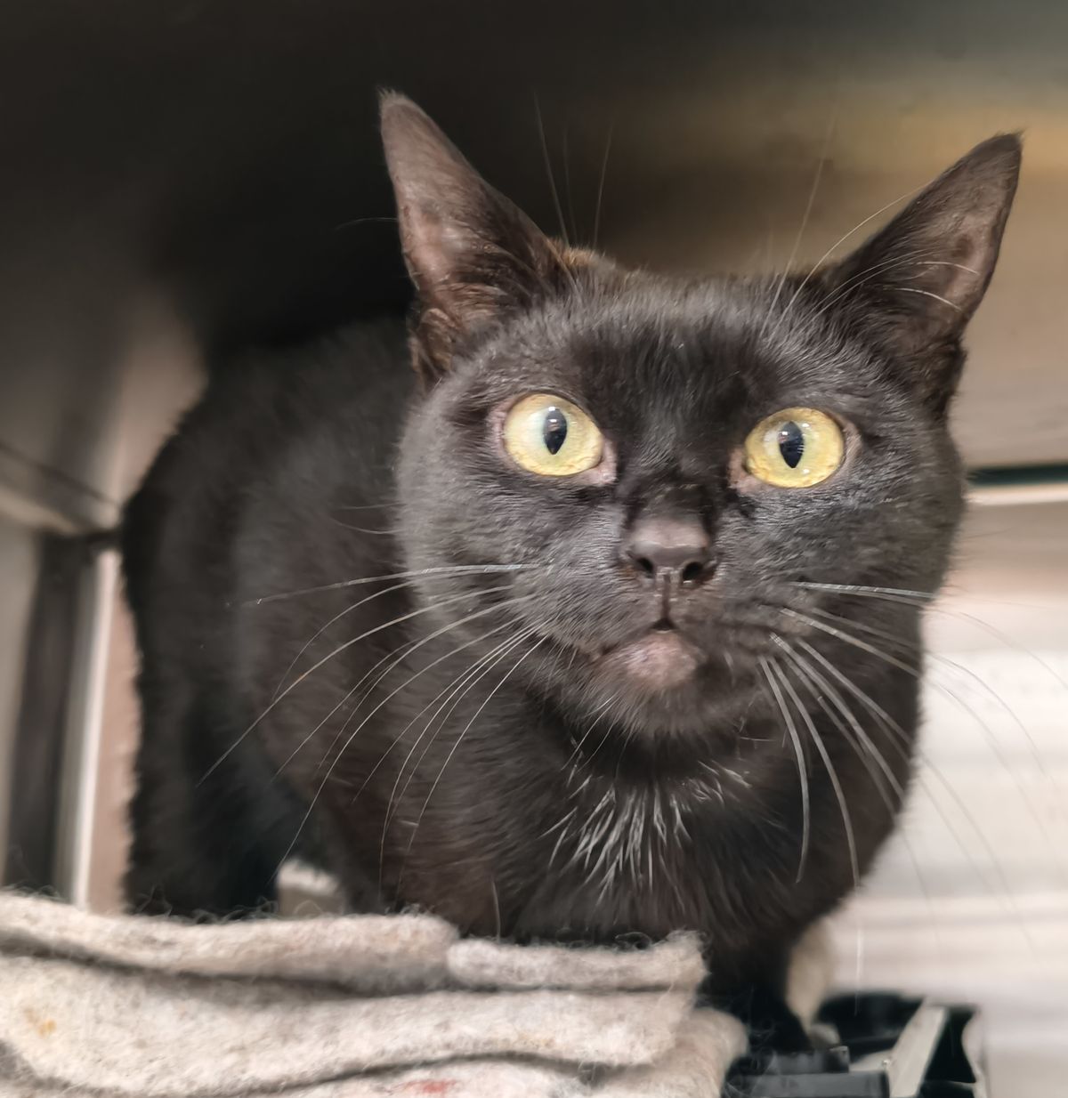 Gallery image: Minerva Vano