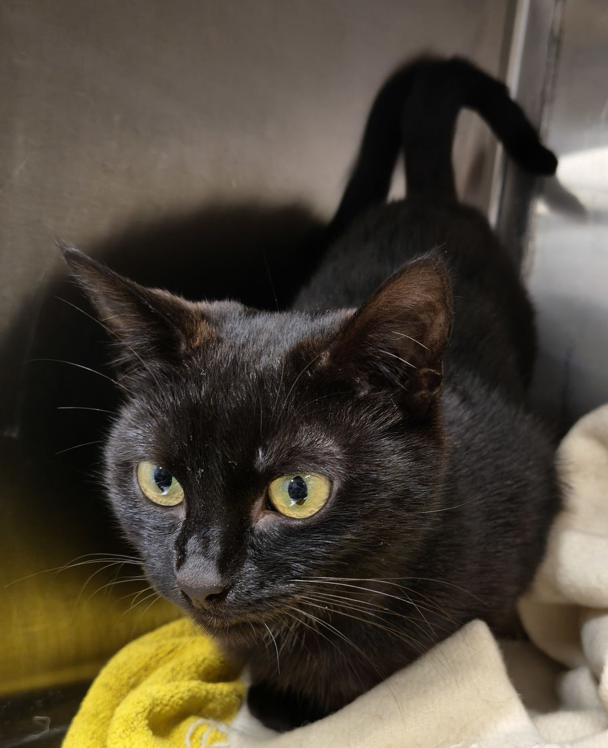 Gallery image: Minerva Vano