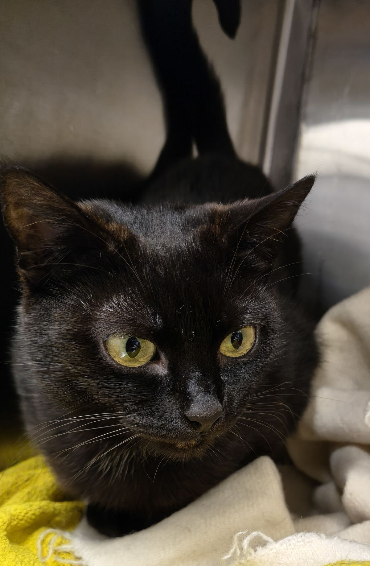 Gallery image: Minerva Vano