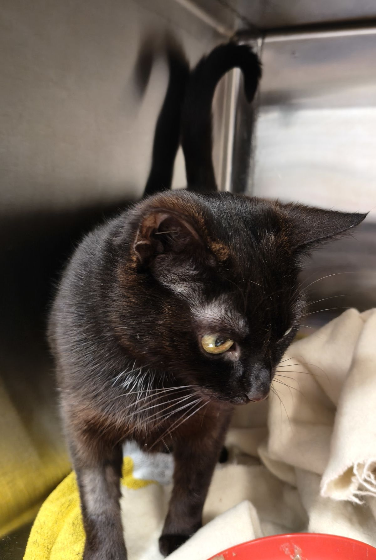 Gallery image: Minerva Vano