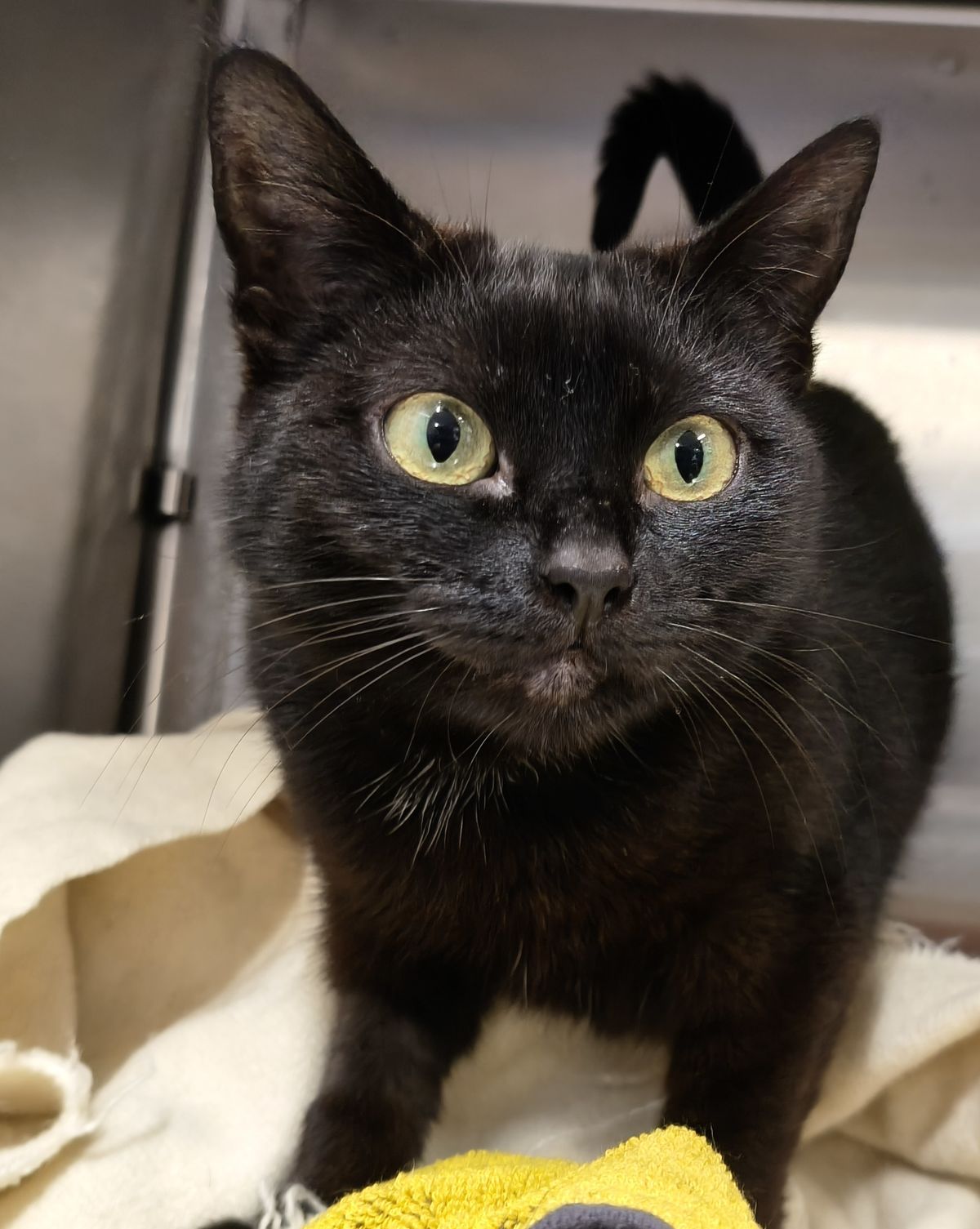 Gallery image: Minerva Vano