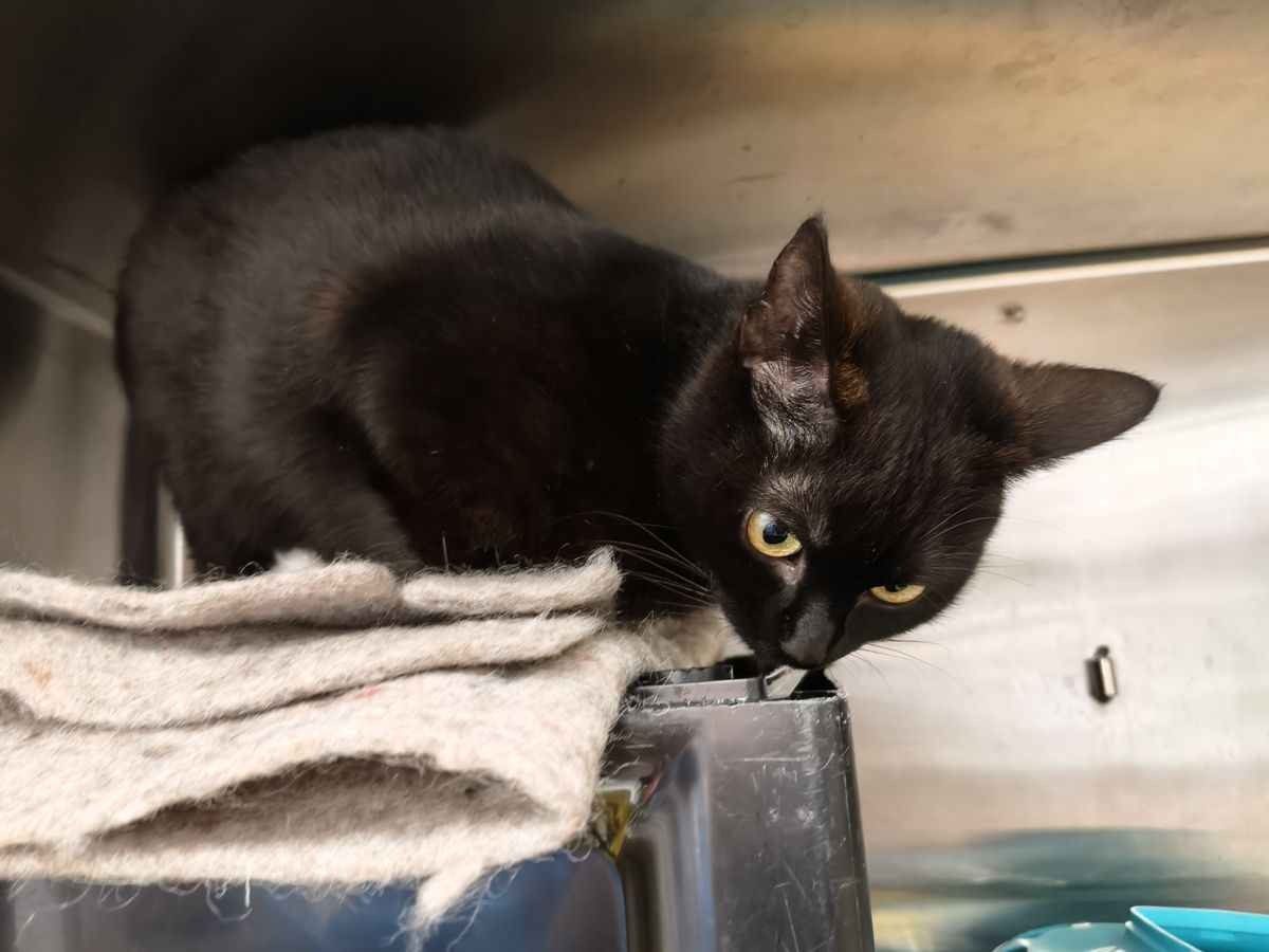 Gallery image: Minerva Vano