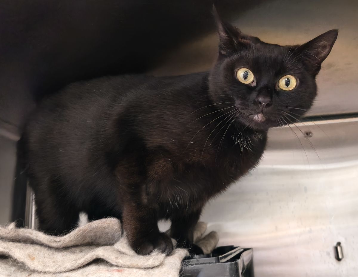 Gallery image: Minerva Vano