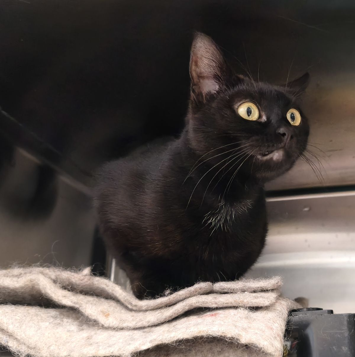 Gallery image: Minerva Vano