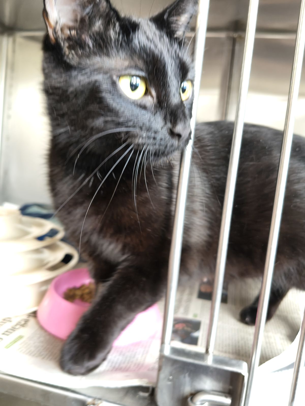 Gallery image: Lost Lace