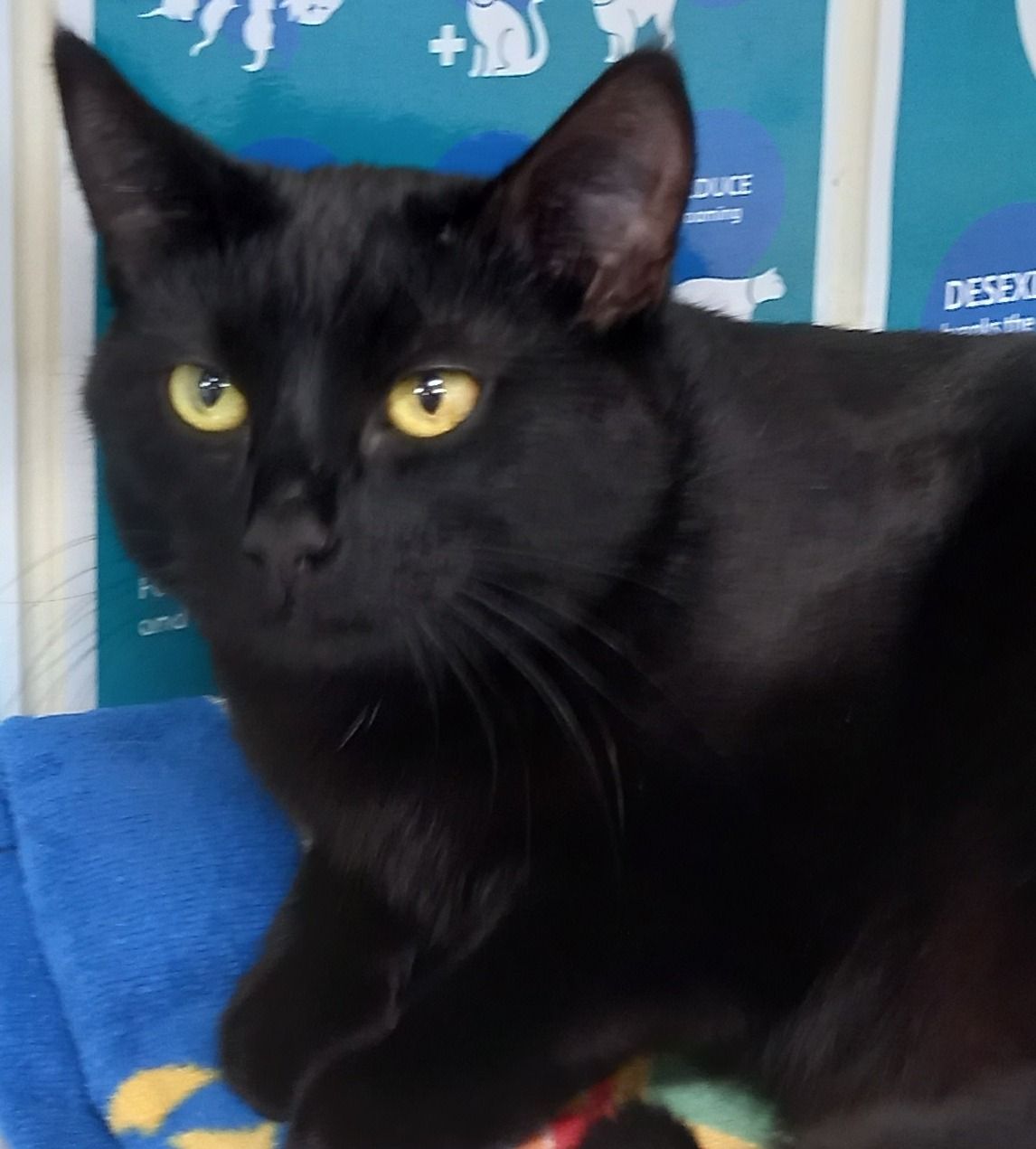 Gallery image: Lost Lace