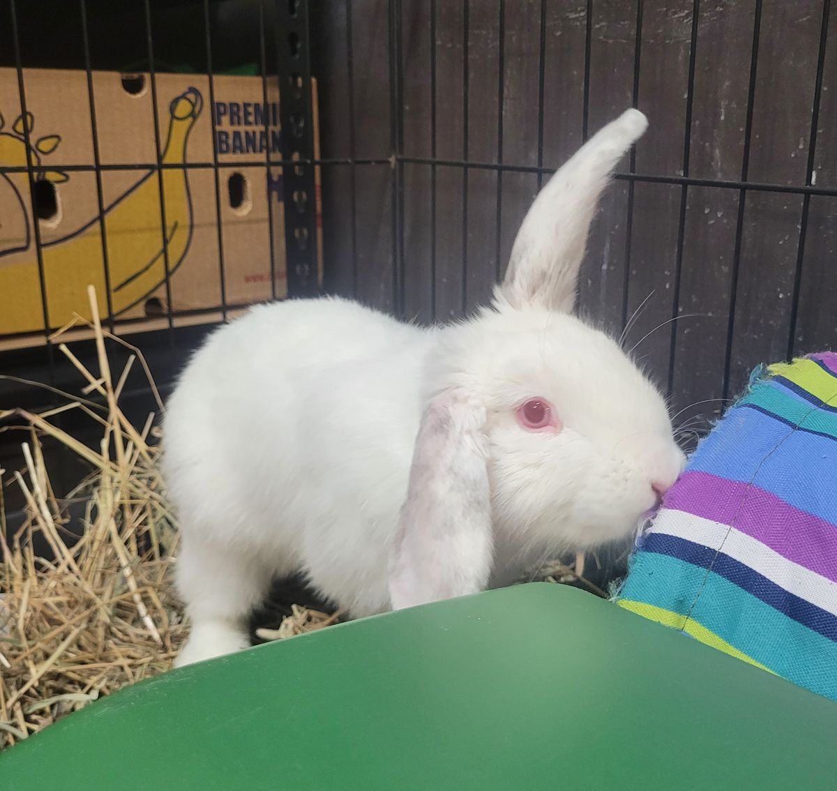 Gallery image: Colby