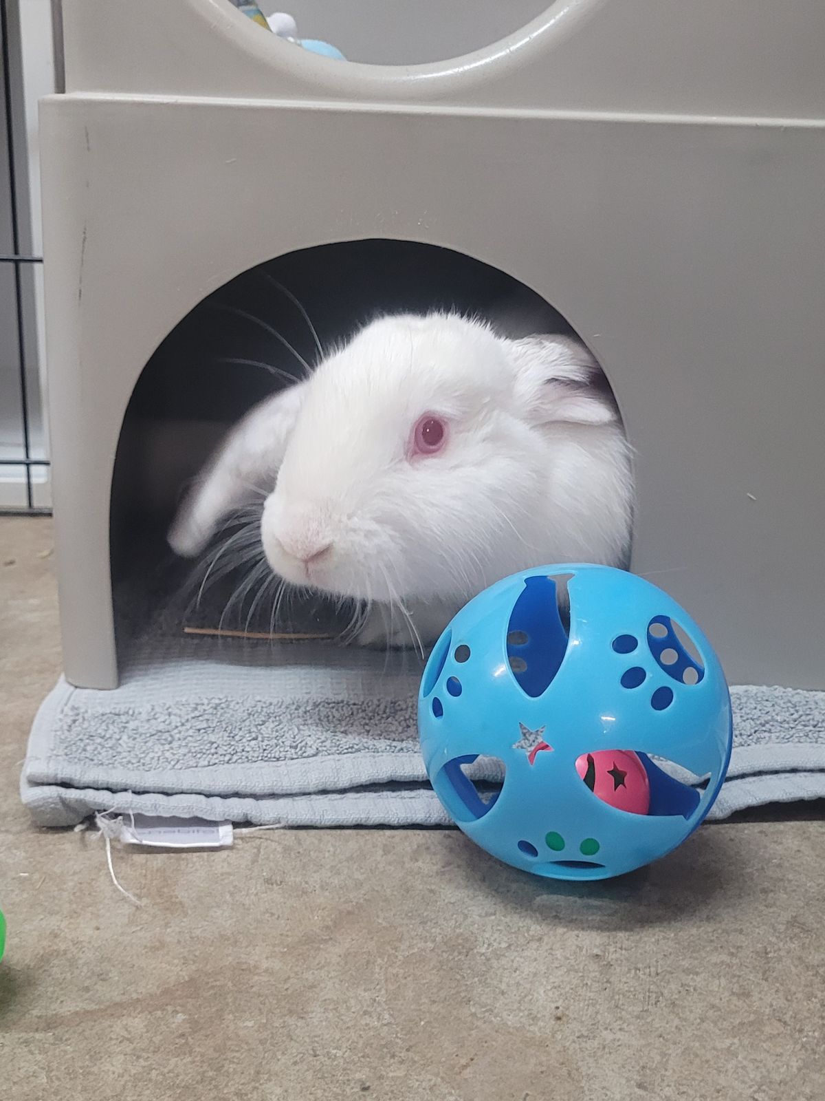 Gallery image: Colby