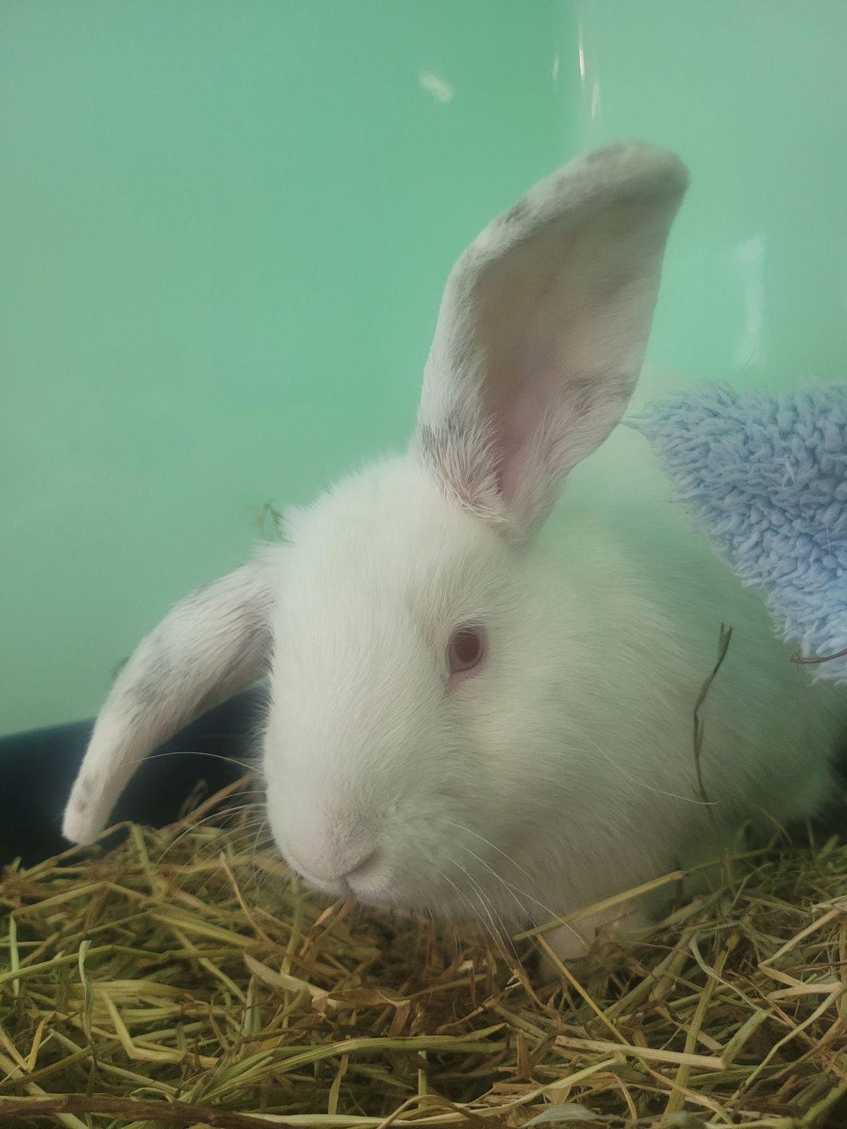 Gallery image: Colby